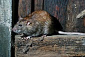 RATTUS NORVEGICUS,  BROWN RAT