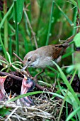 WHITETHROAT,  FEMALE FEEDING YOUNG,  SYLVIA COMMUNIS