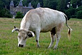 WHITE PARK CATTLE,  COW GRAZING