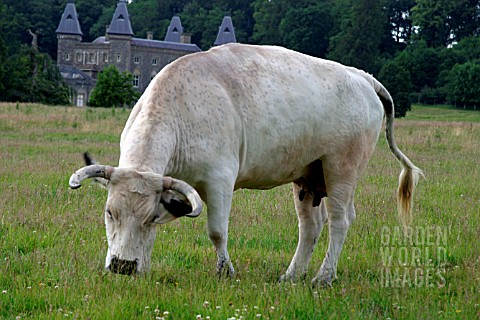 WHITE_PARK_CATTLE__COW_GRAZING