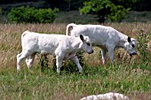 WHITE PARK CATTLE,  CALVES GRAZING