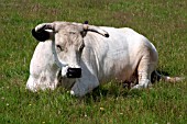 WHITE PARK CATTLE,  COW RESTING