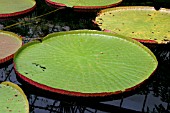 AMAZON LILY,  CLOSE UP OF PADS