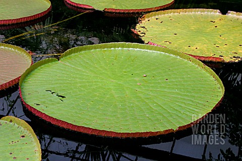 AMAZON_LILY__CLOSE_UP_OF_PADS