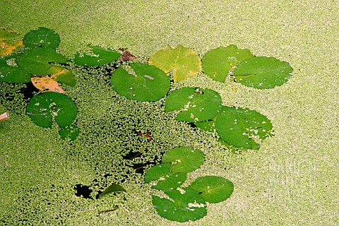 DUCKWEED__COVERING_LILY_PADS__LEMNA_SPP