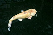 WELS CATFISH,  ALBINO SWIMMING,  SILURIS GLANIS