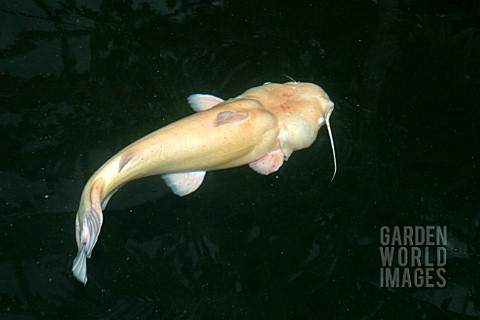 WELS_CATFISH__ALBINO_SWIMMING__SILURIS_GLANIS