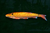 GOLDEN ORFE SWIMMING,  TOP VIEW
