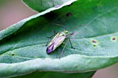 CAPSID BUG,  FEEDING ON BROAD BEAN