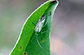 CAPSID BUG,  ON BROAD BEAN LEAF