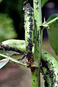 BLACK BEAN APHID,  APHIS FABAE