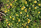 RANUNCULUS FICARA,  LESSER CELANDINE