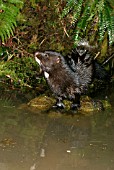 MUSTELA VISON,  MINK