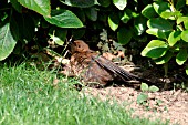 BLACKBIRD,  JUVENILE SUNBATHING,  TURDUS MERULA