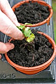 POTTING ON PLUG PLANTS,  STEP 5 INSERT PLANT INTO HOLE