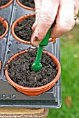 POTTING ON PLUG PLANTS,  STEP 4 MAKE A HOLE WITH A DIBBER