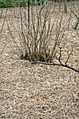 MULCHING SOFT FRUIT TREES WITH STRAW