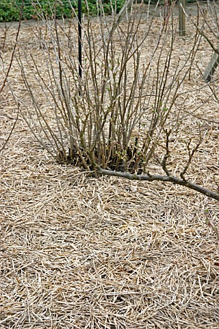 MULCHING_SOFT_FRUIT_TREES_WITH_STRAW
