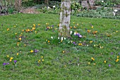 CROCUS FLOWERS IN LAWN