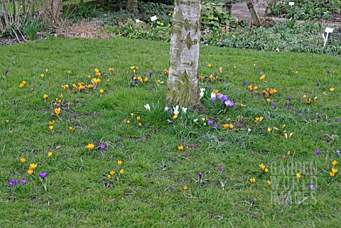 CROCUS_FLOWERS_IN_LAWN