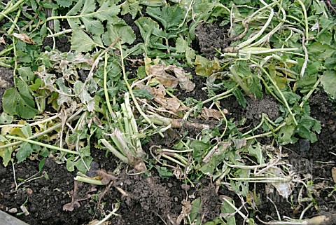 GREEN_MULCH__ALLOW_PLANTS_TO_WILT_BEFORE_DIGGING_IN