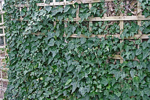 WALL_WITH_TRELLIS_AND_IVY
