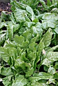 SPINACH READY FOR PICKING