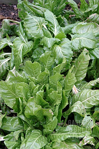 SPINACH_READY_FOR_PICKING