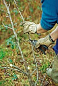 PRUNING APPLE TREES,  CUT BACK TOWARDS OUTWARD FACING BUD