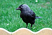 JACKDAW,  ON LAWN,  CORVUS MONEDULA