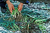 MINI LEEKS HARVESTED IN AUTUMN