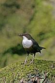 CINCLUS CINCLUS,  DIPPER