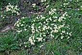 PRIMULA VULGARIS,  PRIMROSE