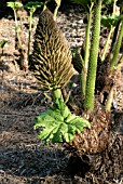 GUNNERA MANICATA