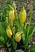 LYSICHITON AMERICANUS,  YELLOW SKUNK CABBAGE