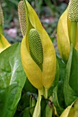 LYSICHITON AMERICANUS,  YELLOW SKUNK CABBAGE