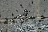 MOTOCILLA ALBA,  PIED WAGTAIL