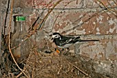 MOTOCILLA ALBA,  PIED WAGTAIL AT NEST