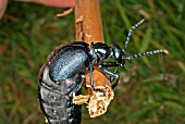 MELOE PROSCARABAEUS,  OIL BEETLE