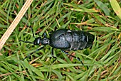 MELOE PROSCARABAEUS,  OIL BEETLE