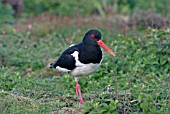 HEMATOPUS OSTRALAEGUS,  OYSTERCATCHER