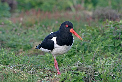 HEMATOPUS_OSTRALAEGUS__OYSTERCATCHER