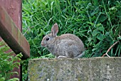 ORYCTOLAGUS CUNNICULIS,  RABBIT