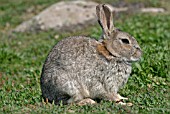 ORYCTOLAGUS CUNNICULISO,  RABBIT