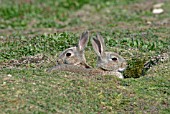 ORYCTOLAGUS CUNNICULISO,  RABBIT