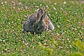 ORYCTOLAGUS CUNNICULIS,  RABBIT