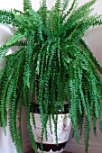 NEPHROLEPSIS EXALTATA,  BOSTON FERN