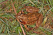 RANA TEMPORIA,  COMMON FROG