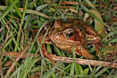 RANA TEMPORIA,  COMMON FROG