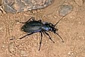 CARABUS VIOLACEUS,  VIOLET GROUND BEETLE